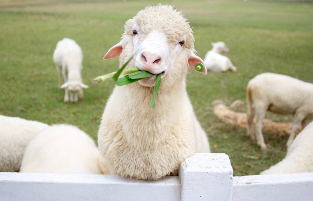 Pattaya Sheep Farm-0007