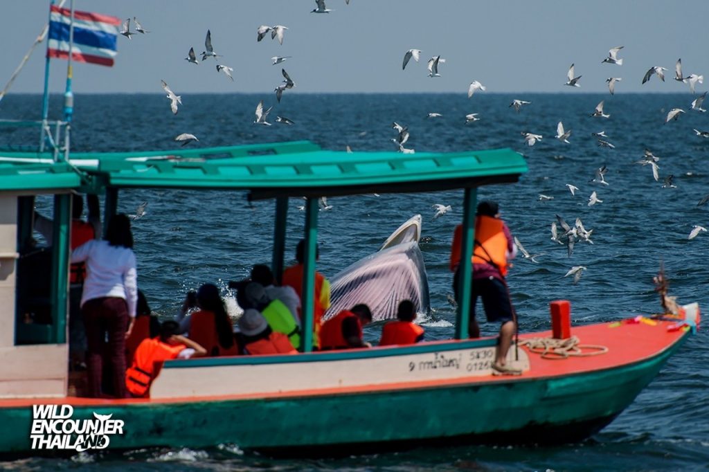 LINE_ALBUM_รูปเรือลำเล็ก KNY_250606_7